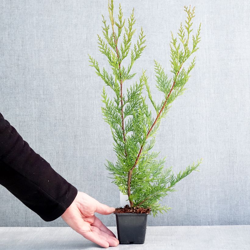 Exemplar von Cupressocyparis leylandii Oger - Leyland-Zypresse Kleine Töpfe von 8/9 cm wie im Winter geliefert