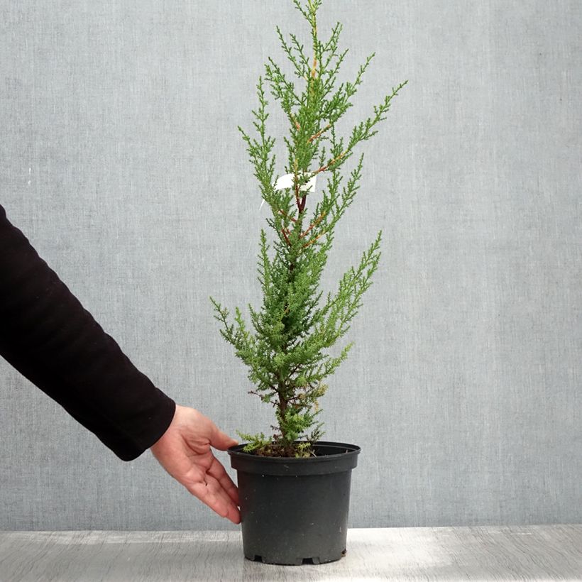 Exemplar von Cupressus macrocarpa - Monterey-Zypresse Topf mit 2L/3L wie im Herbst geliefert