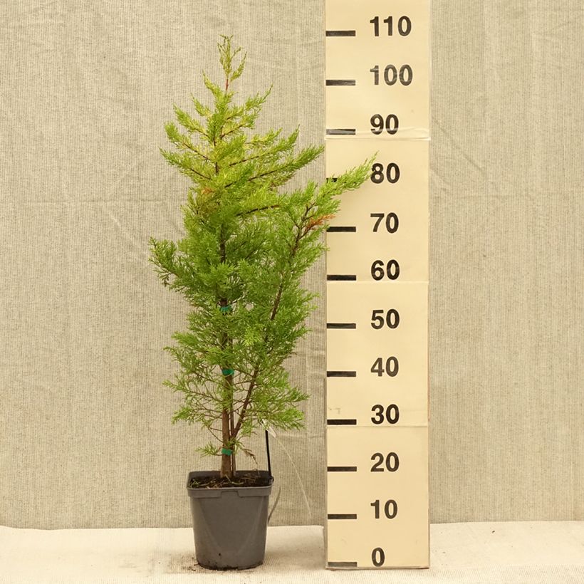 Exemplar von Cupressus macrocarpa Goldcrest - Monterey-Zypresse Topf mit 4L/5L wie im Herbst geliefert