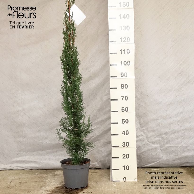Exemplar von Cupressus sempervirens var. stricta - Mittelmeer-Zypresse Topf mit 7,5L/10L wie im Winter geliefert