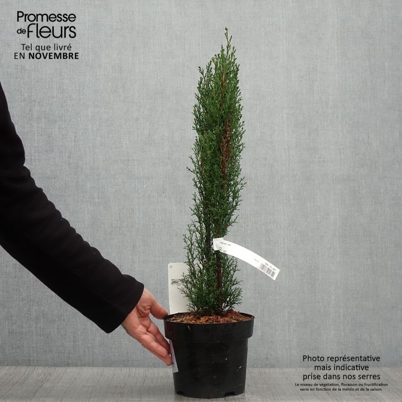 Exemplar von Cupressus sempervirens var. stricta Totem - Echte-Zypresse Topf mit 2L/3L wie im Herbst geliefert