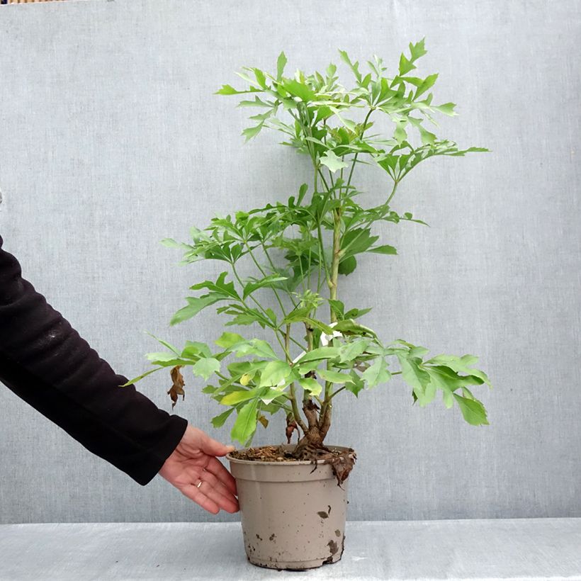 Exemplar von Cussonia spicata Topf mit 4L/5L wie im Herbst geliefert