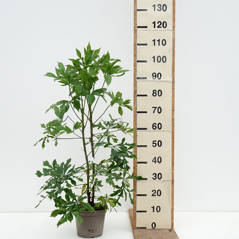 Exemplar von Cussonia spicata Topf mit 4L/5L wie im Frühjahr geliefert