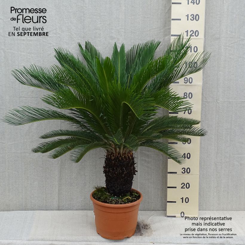 Exemplar von Cycas revoluta - Palmfarn Topf mit 7,5L/10L wie im Herbst geliefert