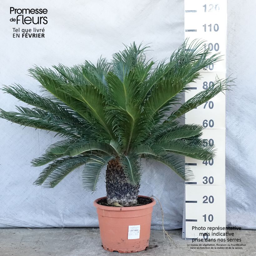 Exemplar von Cycas revoluta - Palmfarn Topf mit 7,5L/10L wie im Winter geliefert