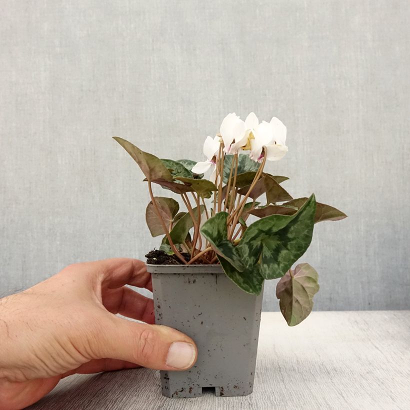Exemplar von Cyclamen hederifolium Album - Herbst-Alpenveilchen Kleine Töpfe von 7/8 cm wie im Herbst geliefert
