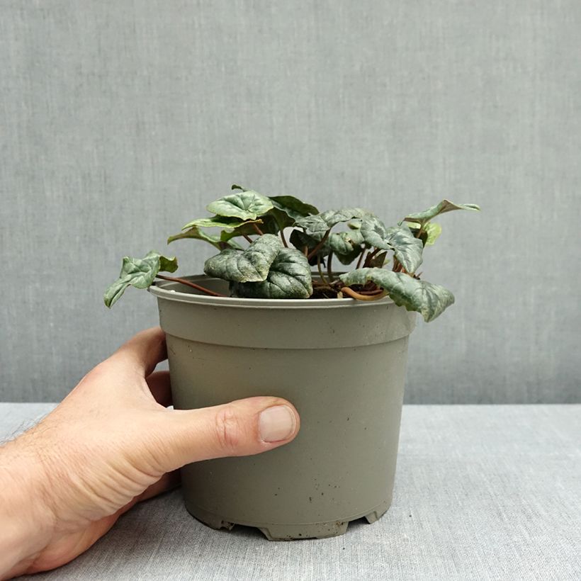 Exemplar von Cyclamen hederifolium Album - Herbst-Alpenveilchen Topf mit 2L/3L wie im Herbst geliefert