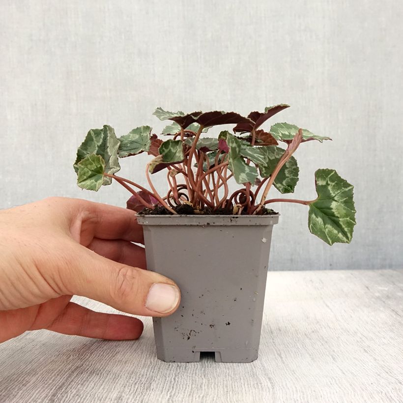 Exemplar von Cyclamen de Naples rose godet wie im Herbst geliefert