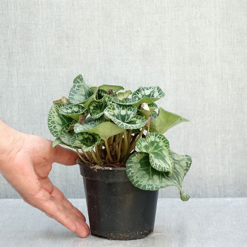 Exemplar von Weißer Cyclamen Persicum - Zimmer-Alpenveilchen Topf mit 1,5L/2L wie im Herbst geliefert