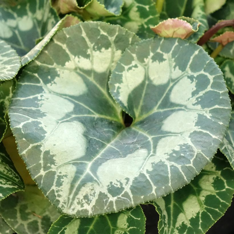 Weißer Cyclamen Persicum - Zimmer-Alpenveilchen (Laub)