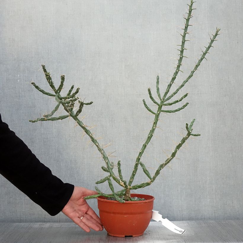 Exemplar von Cylindropuntia kleiniae Topf mit 2L/3L wie im Herbst geliefert