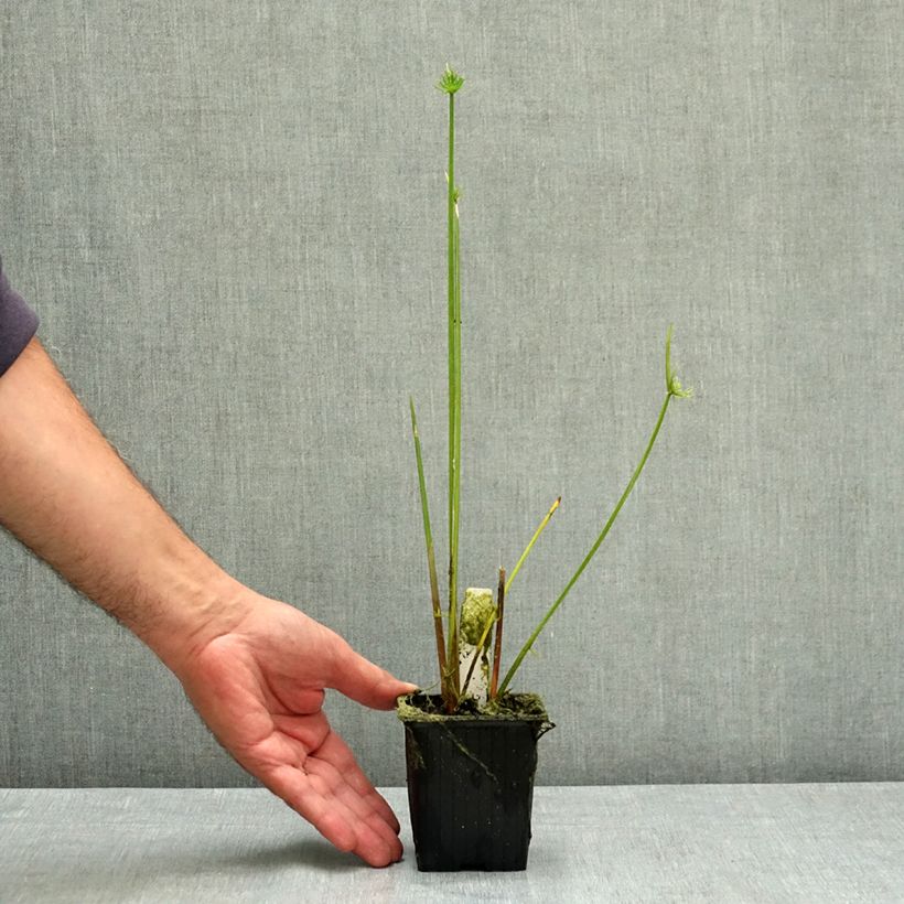 Exemplar von Cyperus haspan - Papyrus nain Godet de 8/9 cm wie im Sommer geliefert
