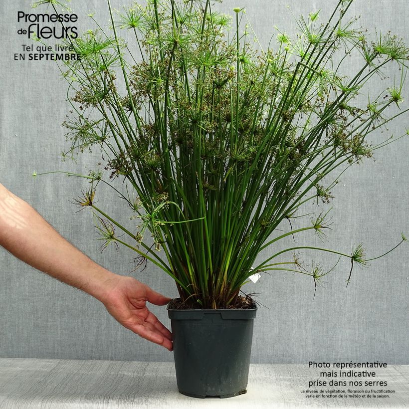 Exemplar von Cyperus papyrus Cleopatra - Papyrusstaude Topf mit 3L/4L wie im Herbst geliefert