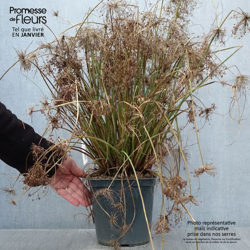 Exemplar von Cyperus papyrus Cleopatra - Papyrusstaude Topf mit 3L/4L wie im Winter geliefert