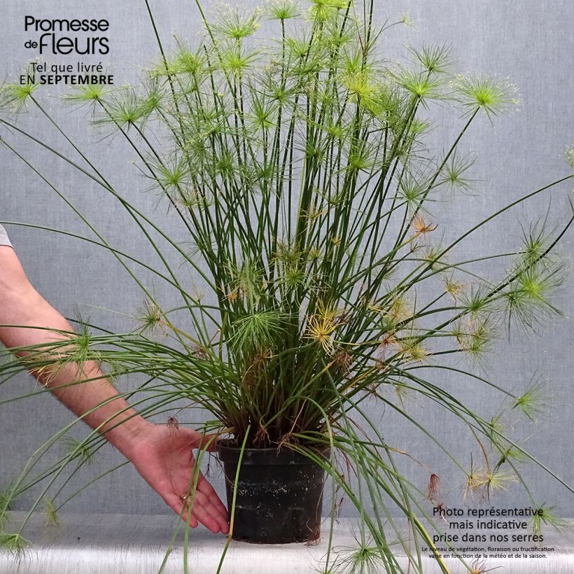 Exemplar von Cyperus prolifer - Zypergras Topf mit 3L/4L wie im Herbst geliefert
