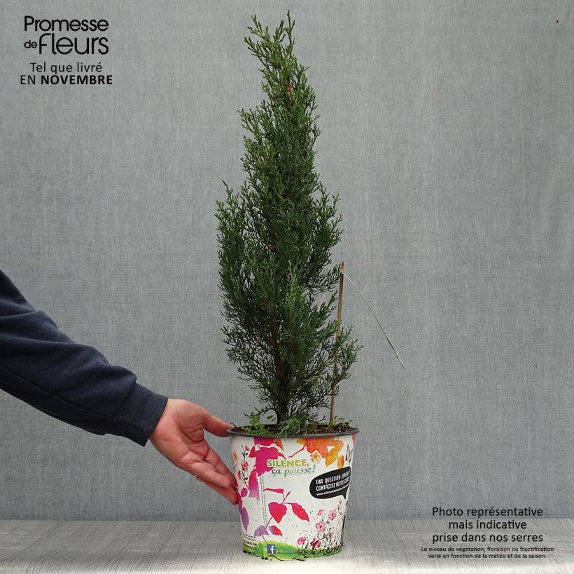 Exemplar von Cupressus sempervirens Garda - Echte-Zypresse Topf mit 4L/5L wie im Herbst geliefert