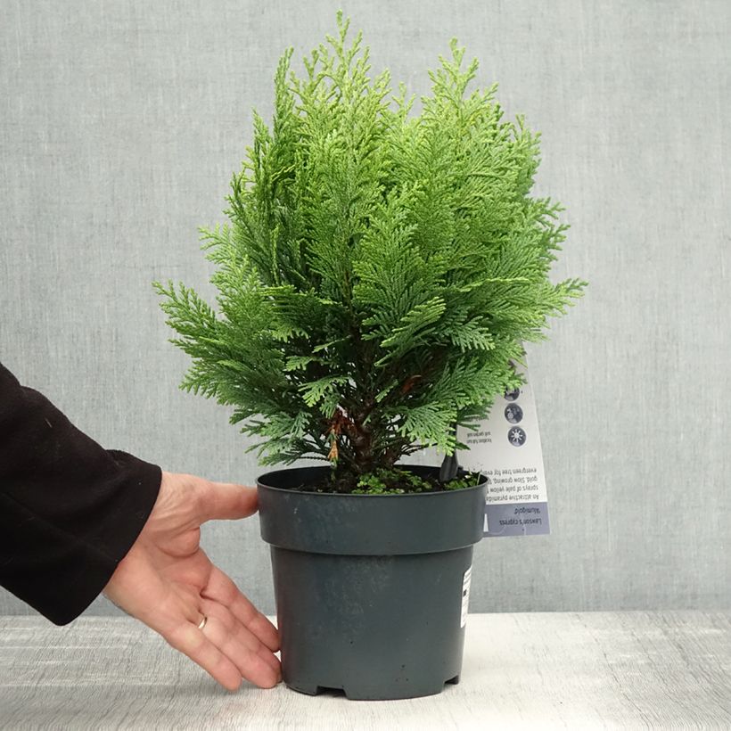Exemplar von Chamaecyparis lawsoniana Alumigold Topf mit 2L/3L wie im Herbst geliefert