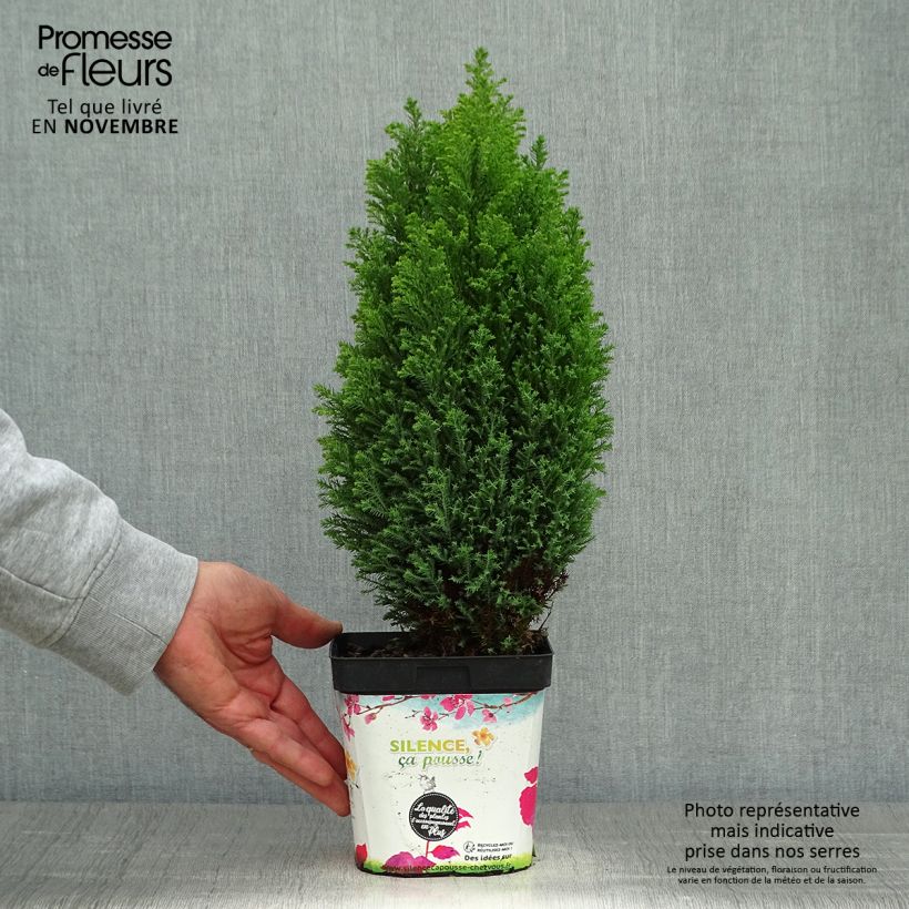Exemplar von Chamaecyparis lawsoniana Elwood's Gold Topf mit 2L/3L wie im Herbst geliefert