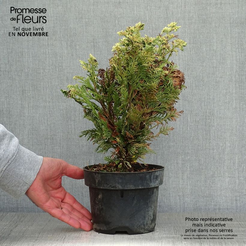 Exemplar von Chamaecyparis lawsoniana Pygmaea Argentea Topf mit 2L/3L wie im Herbst geliefert