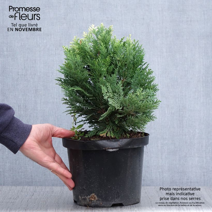 Exemplar von Chamaecyparis lawsoniana Pygmaea Argentea Topf mit 4L/5L wie im Herbst geliefert
