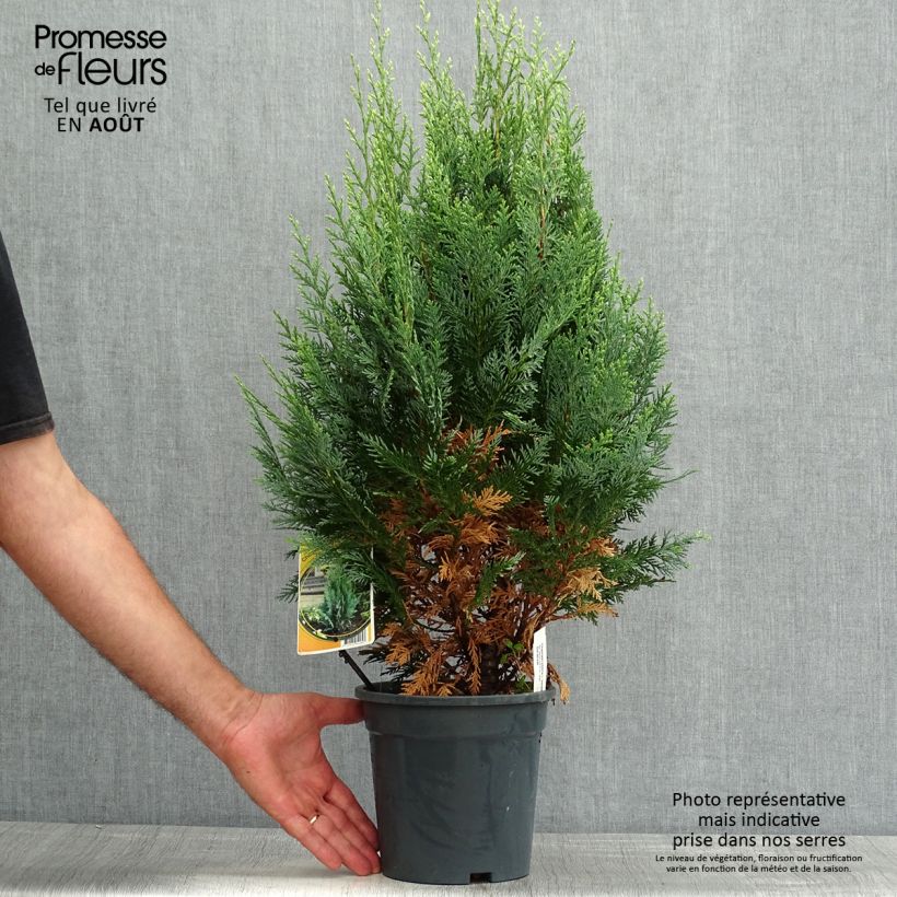 Exemplar von Chamaecyparis lawsoniana White Spot Topf mit 2L/3L wie im Sommer geliefert
