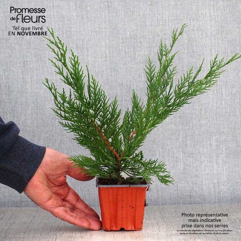 Exemplar von Cupressocyparis leylandii - Leyland-Zypresse Kleine Töpfe von 8/9 cm wie im Herbst geliefert