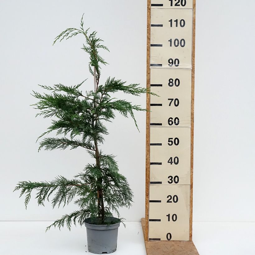 Exemplar von Cupressocyparis leylandii - Leyland-Zypresse Topf mit 4L/5L wie im Herbst geliefert