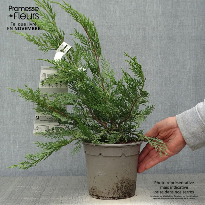 Exemplar von Cupressocyparis leylandii Excalibur Gold - Leyland-Zypresse Topf mit 2L/3L wie im Herbst geliefert