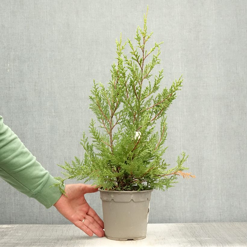 Exemplar von Cupressocyparis leylandii Excalibur Gold - Leyland-Zypresse Topf mit 2L/3L wie im Sommer geliefert