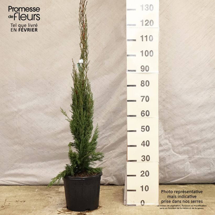 Exemplar von Cupressus sempervirens var. stricta Pyramidalis - Echte-Zypresse Topf mit 4L/5L wie im Winter geliefert