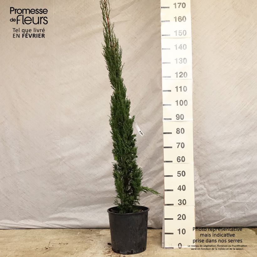 Exemplar von Cupressus sempervirens var. stricta Pyramidalis - Echte-Zypresse Topf mit 7,5L/10L wie im Winter geliefert