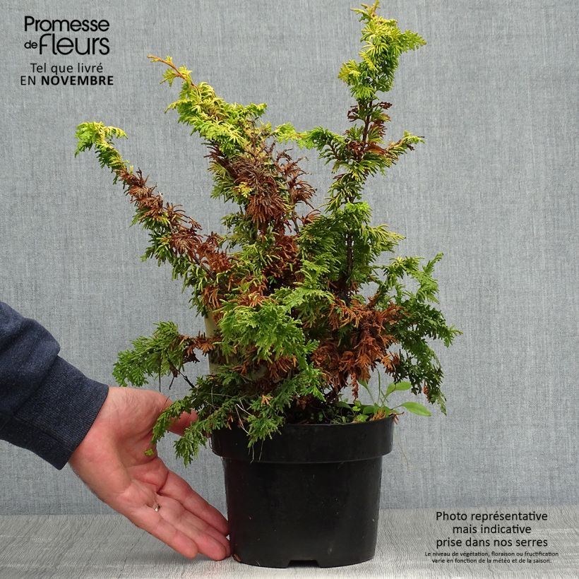 Exemplar von Chamaecyparis obtusa Fernspray Gold Topf mit 2L/3L wie im Herbst geliefert