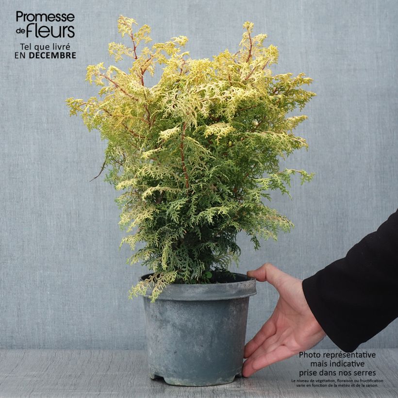 Exemplar von Chamaecyparis obtusa Lucas Topf mit 2L/3L wie im Herbst geliefert