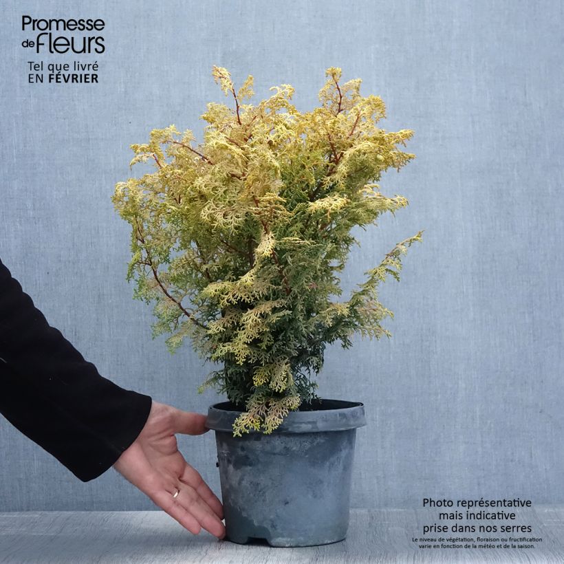 Exemplar von Chamaecyparis obtusa Lucas Topf mit 2L/3L wie im Winter geliefert
