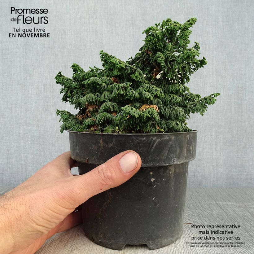 Exemplar von Chamaecyparis obtusa Maureen Topf mit 2L/3L wie im Herbst geliefert