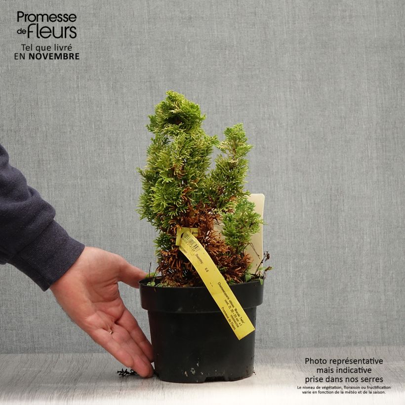 Exemplar von Chamaecyparis obtusa Meroki Twin Topf mit 2L/3L wie im Herbst geliefert