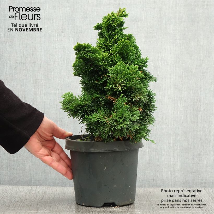 Exemplar von Chamaecyparis obtusa Nana Aurea Topf mit 2L/3L wie im Herbst geliefert
