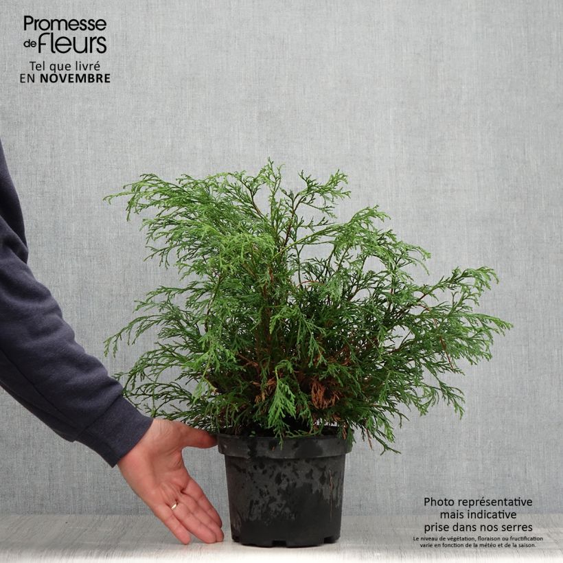 Exemplar von Chamaecyparis pisifera Filifera Topf mit 2L/3L wie im Herbst geliefert