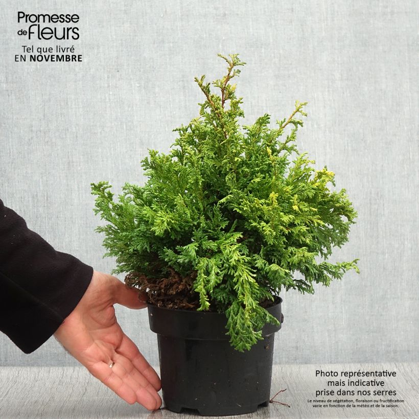 Exemplar von Chamaecyparis pisifera Golden Pincushion Topf mit 2L/3L wie im Herbst geliefert