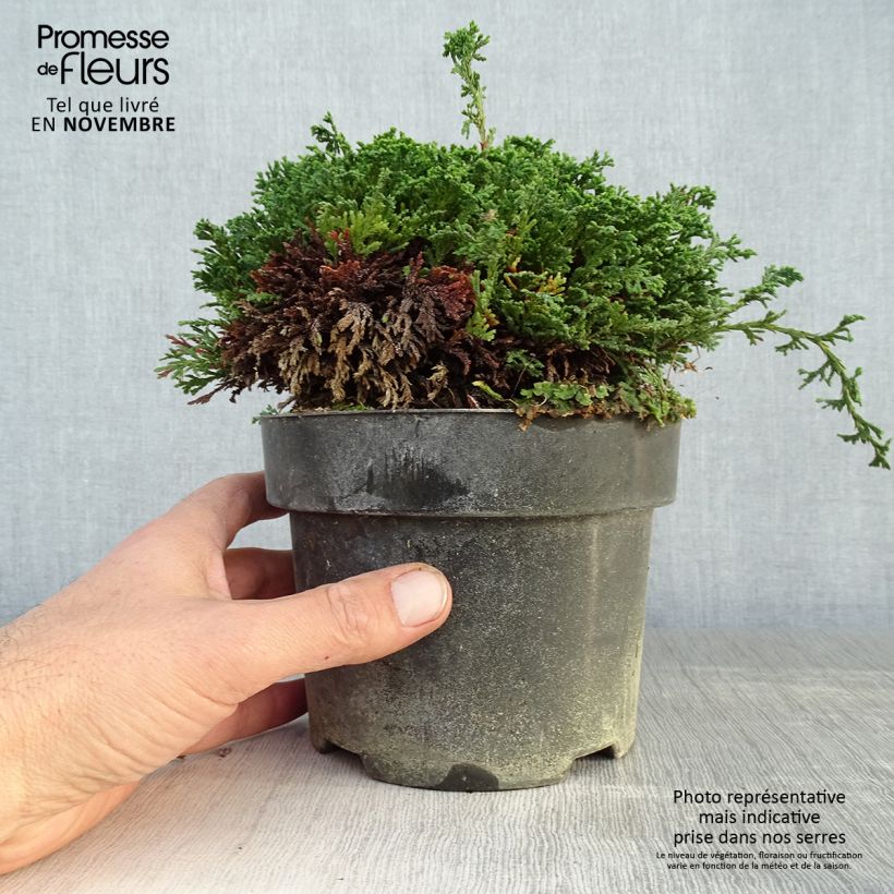 Exemplar von Chamaecyparis pisifera Hime-sawara Topf mit 2L/3L wie im Herbst geliefert