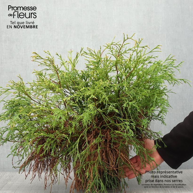 Exemplar von Chamaecyparis pisifera Sungold Topf mit 7,5L/10L wie im Herbst geliefert