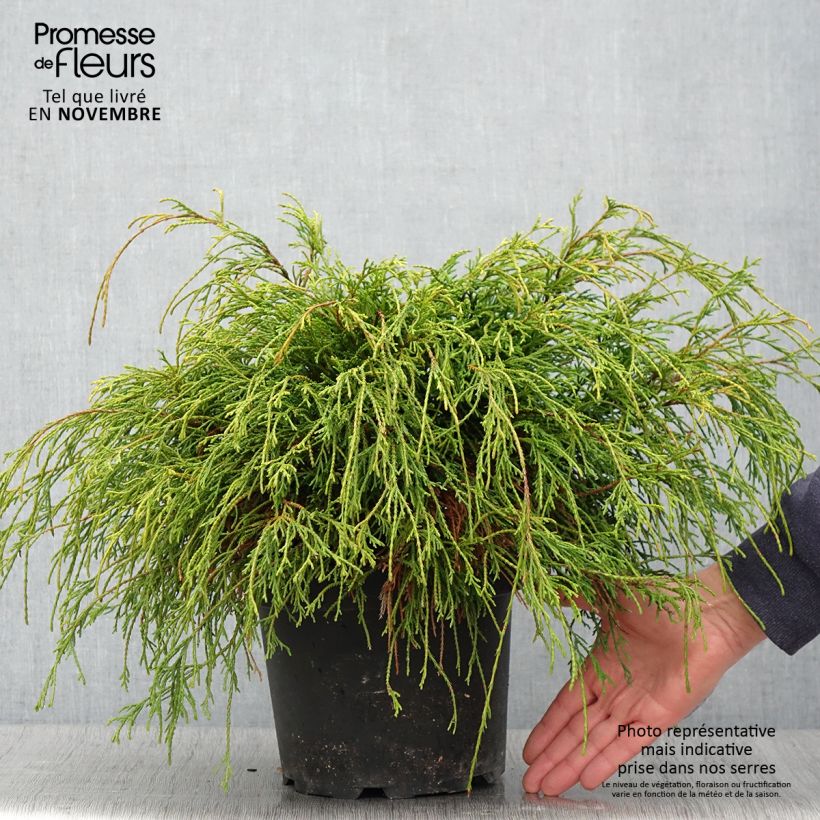 Exemplar von Chamaecyparis pisifera Sungold Topf mit 3L/4L wie im Herbst geliefert