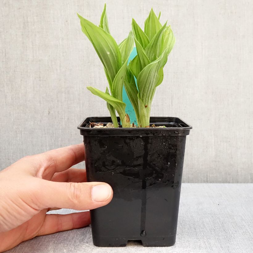 Exemplar von Cypripedium Bernd Pastel - Frauenschuh Topf mit 1L/1,5L wie im Frühjahr geliefert