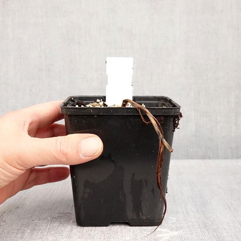 Exemplar von Cypripedium Inge - Frauenschuh Topf mit 1L/1,5L wie im Herbst geliefert