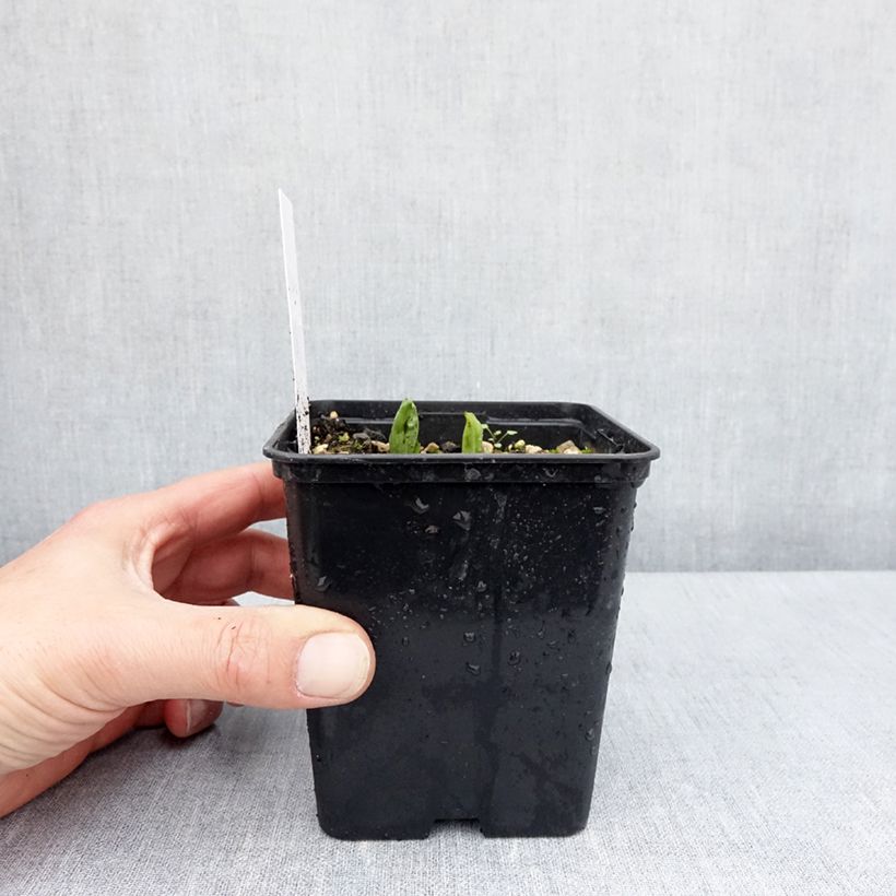 Exemplar von Cypripedium parviflorum var. pubescens - Frauenschuh Topf mit 1L/1,5L wie im Frühjahr geliefert