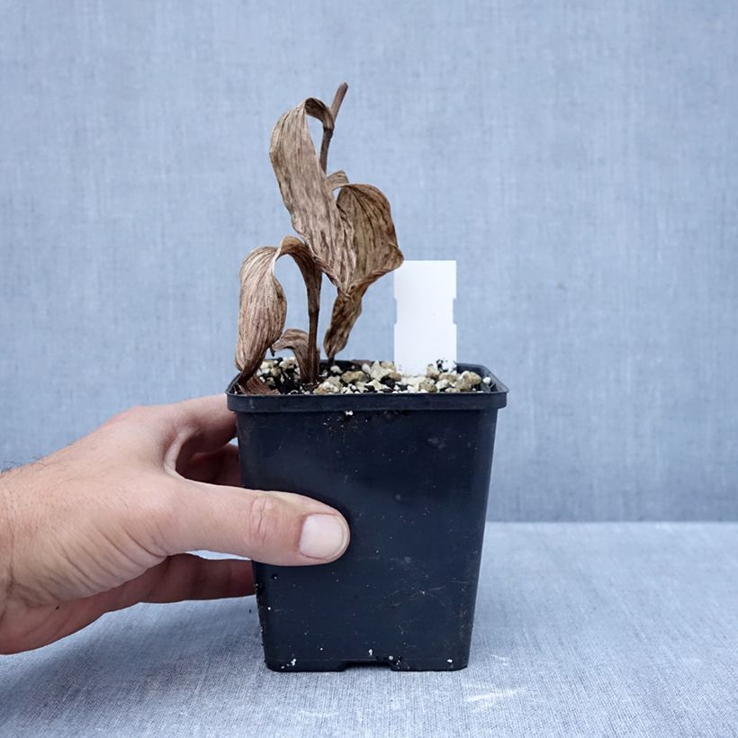 Exemplar von Cypripedium Philipp - Frauenschuh Topf mit 1L/1,5L wie im Herbst geliefert