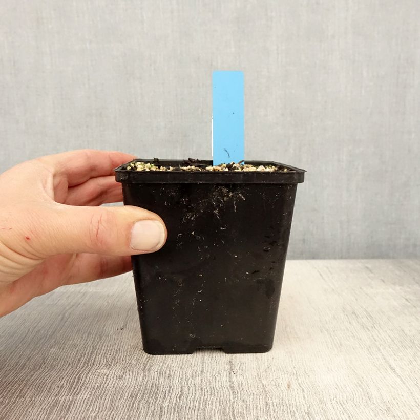 Exemplar von Cypripedium reginae - Königin-Frauenschuh Topf mit 1L/1,5L wie im Frühjahr geliefert