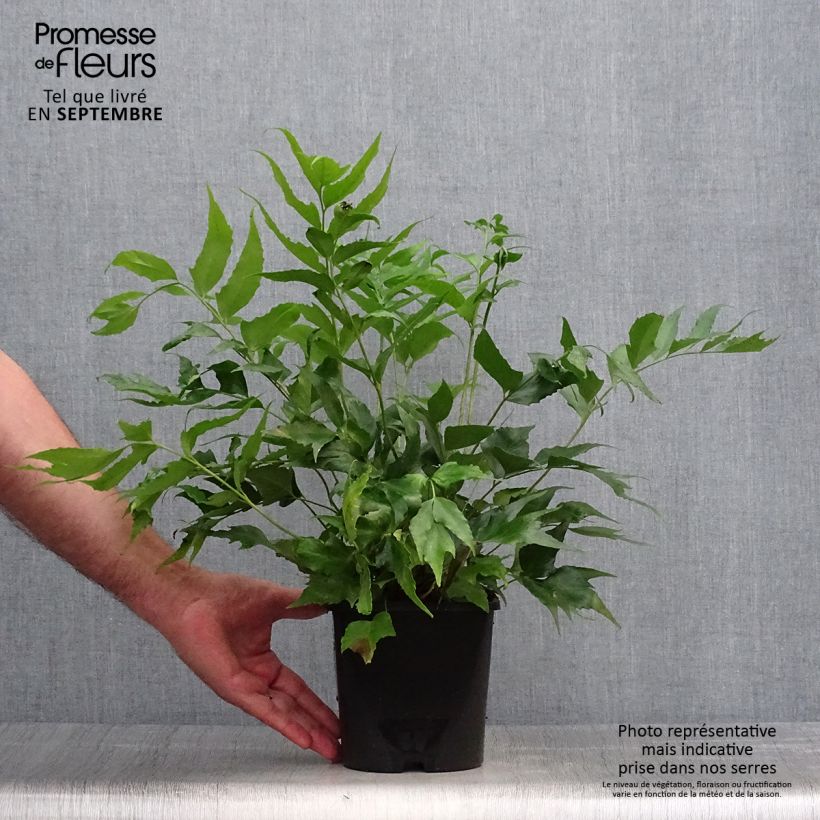 Exemplar von Cyrtomium falcatum - Mond-Sichelfarn Topf mit 2L/3L wie im Herbst geliefert