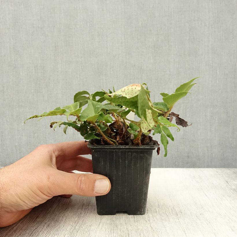 Exemplar von Cyrtomium falcatum Spin Cycle - Mond-Sichelfarn Kleine Töpfe von 8/9 cm wie im Herbst geliefert