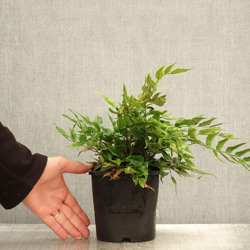 Exemplar von Cyrtomium fortunei - Fortunes Sichelfarn Topf mit 2L/3L wie im Herbst geliefert